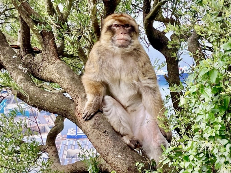 Gibraltar-Affe