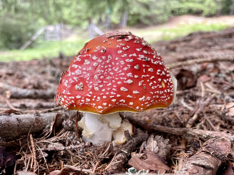 Fliegenpilz