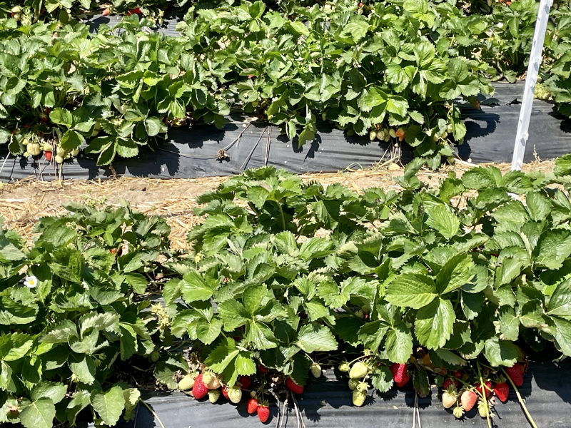 Frankreich-Erdbeerfeld-Beet-Feld