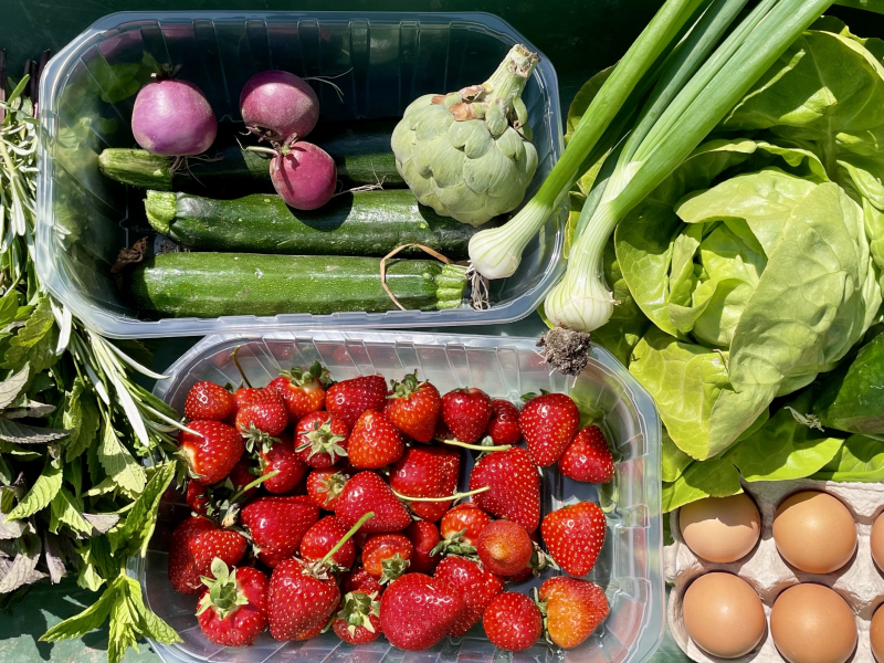unsere-Obst-und-Gemüse-Ernte-in-der-Normandie