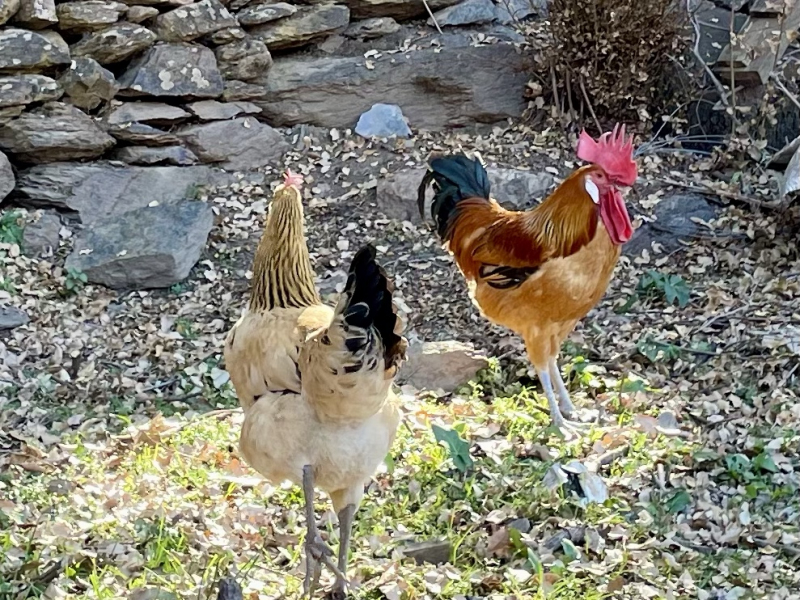Hahn-im-Freien