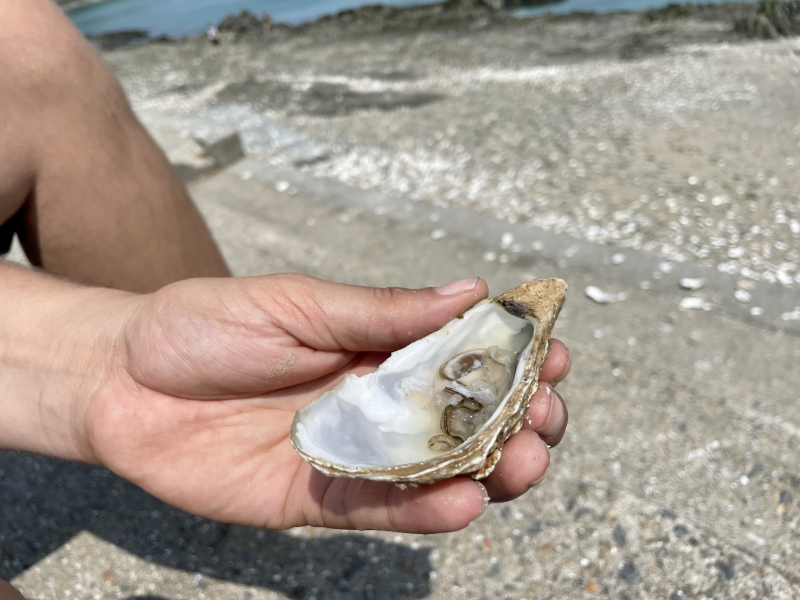 Auster-Inhalt-Ansicht