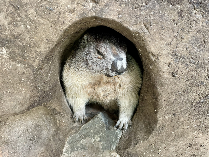 Murmeltier