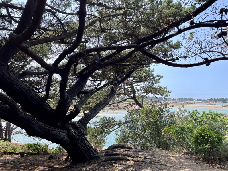 Côte-de-Granit-Rose-Aussicht