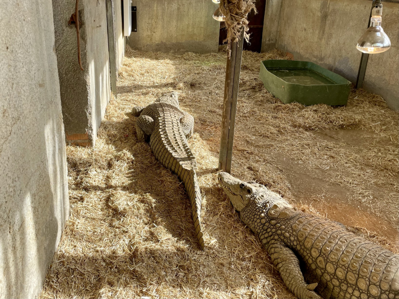 Krokodile