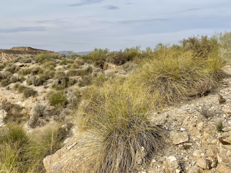 Tabernas-Wüste
