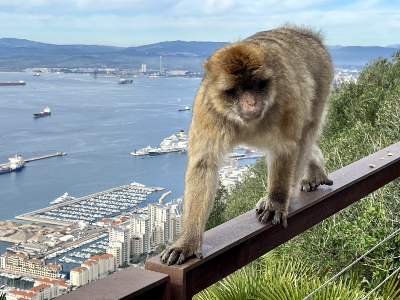 Gibraltar-Affe