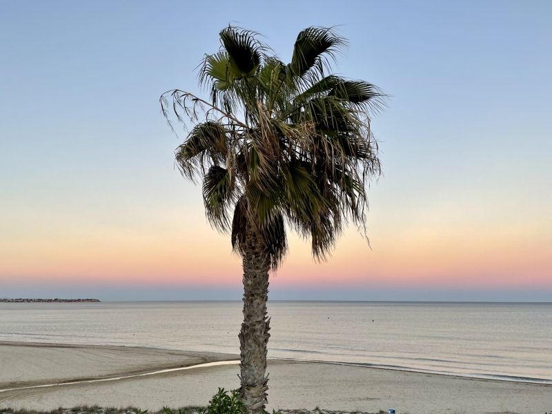Sonnenuntergang-Palme
