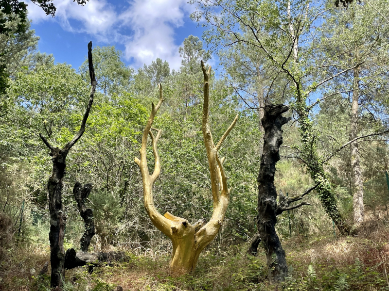 Brocéliande-goldener-Baum
