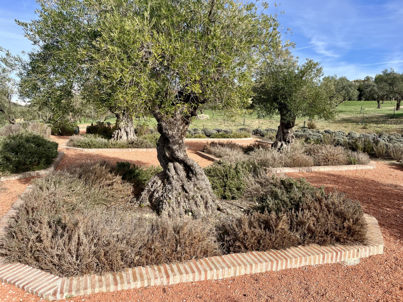 Ronda-Olivenplantage-LA-Organic