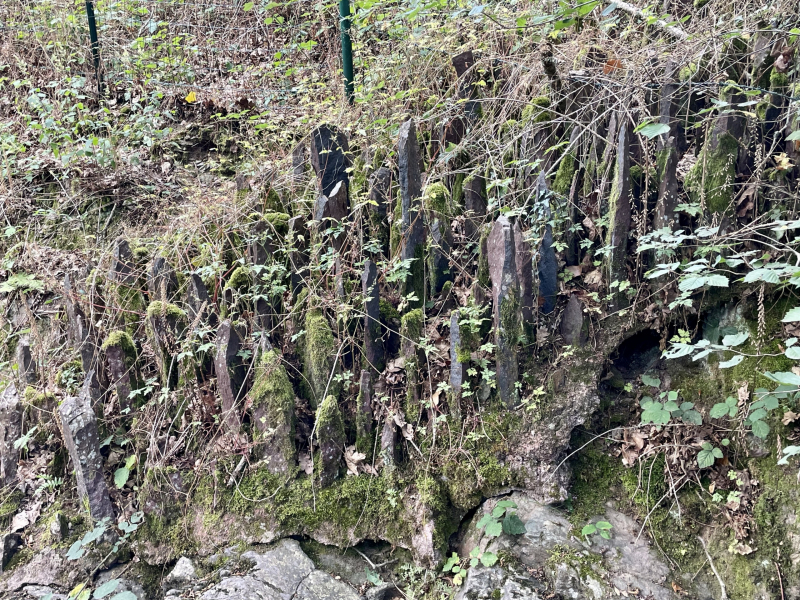 Brocéliande-Wald