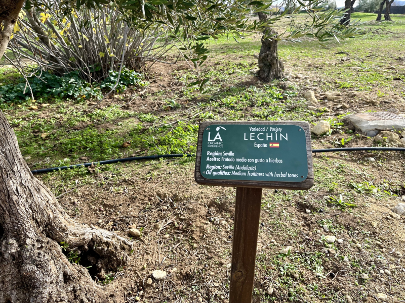 Ronda-Olivenplantage-LA-Organic