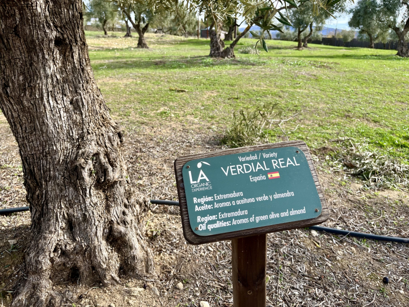 Ronda-Olivenplantage-LA-Organic