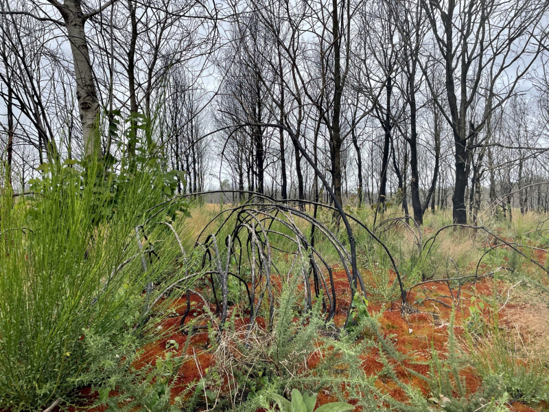 Brocéliande-Märchenwald