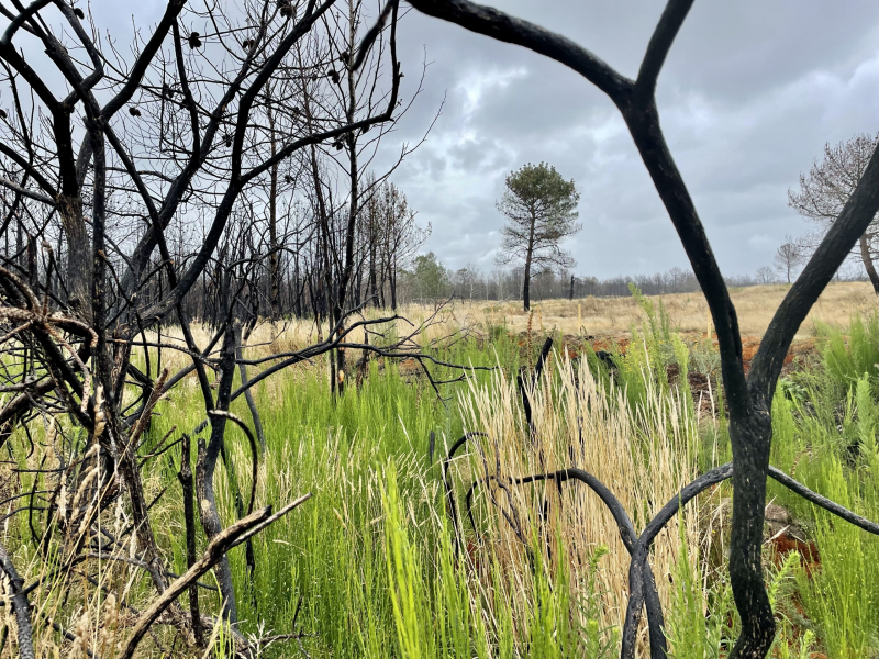 Brocéliande-Märchenwald