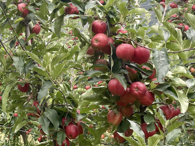Alpenwunder-Apfelplantage-Vinschgau