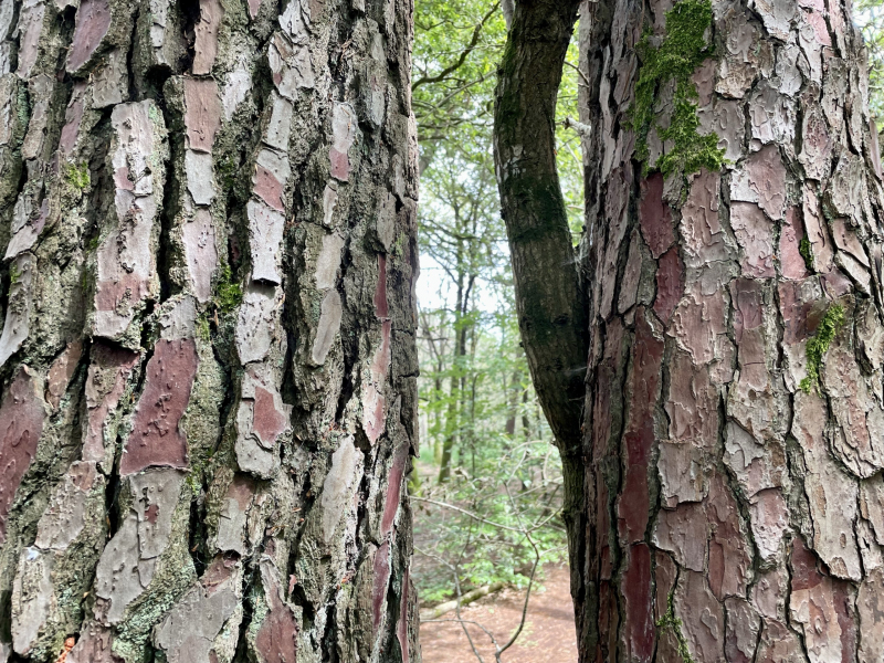Brocéliande-Zauberwald