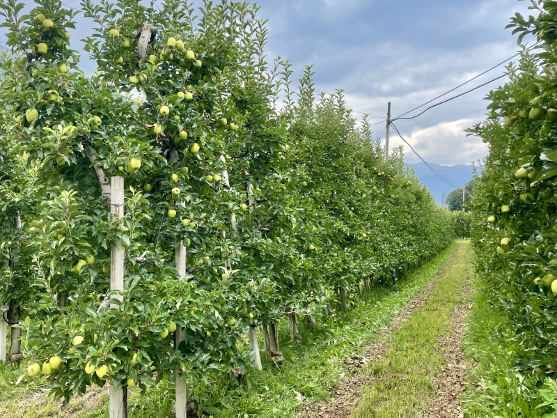 Alpenwunder-Apfelplantage-Vinschgau