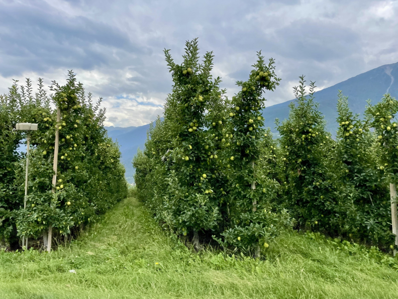 Alpenwunder-Apfelplantage-Vinschgau