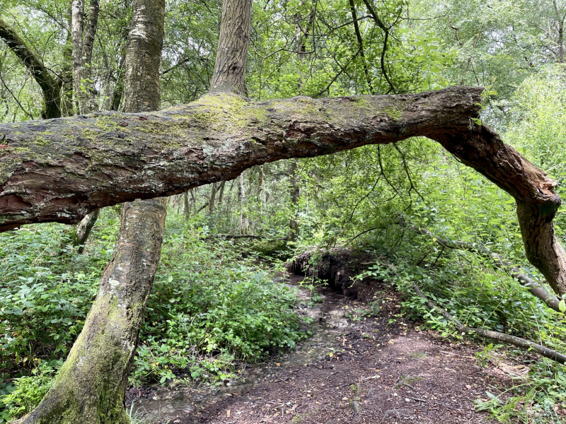 Brocéliande-Zauberwald