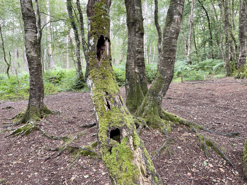 Herz-im-Baum