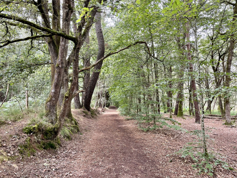 Brocéliande-Zauberwald
