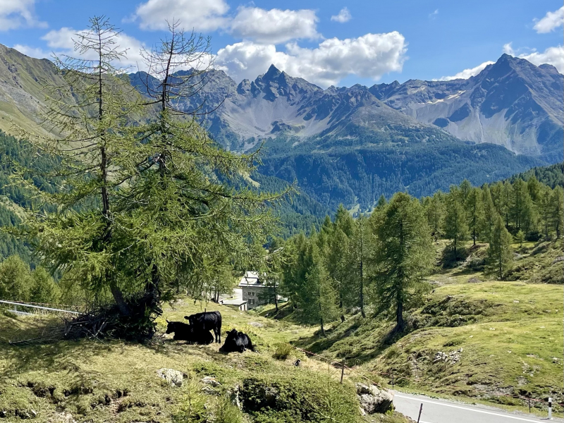 Kühe-Ospizio-Bernina