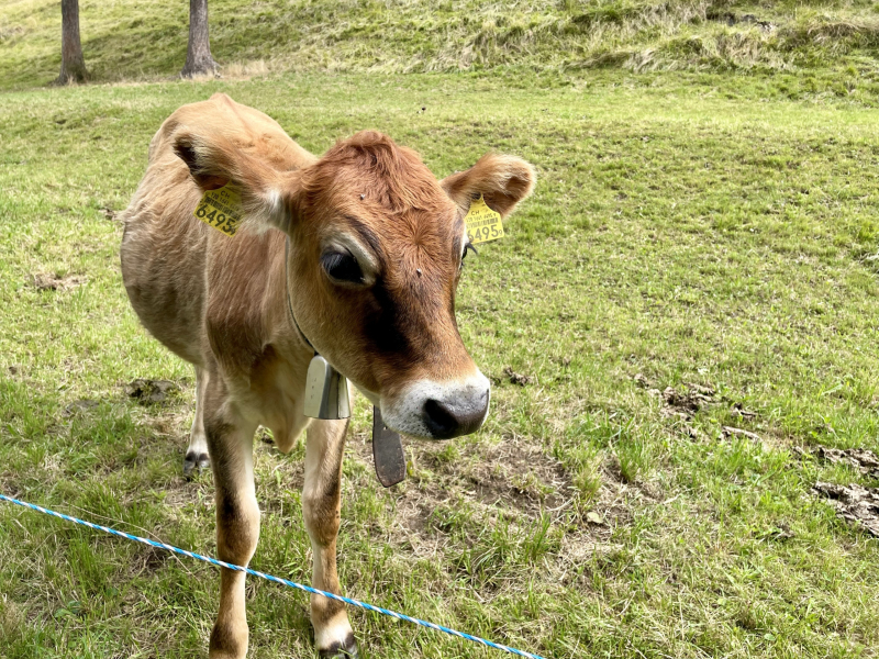 Heididorf-Maienfeld-Kalb