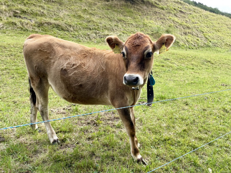 Heididorf-Maienfeld-Kalb