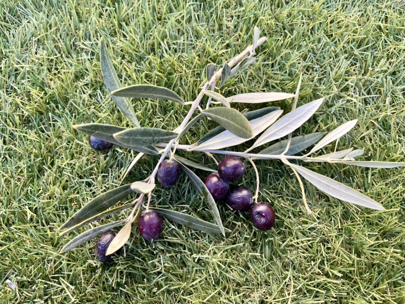 Olivenzweig