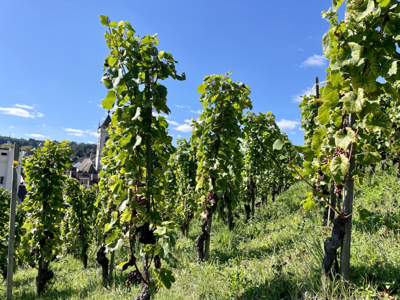 Weinreben-Schaffhausen