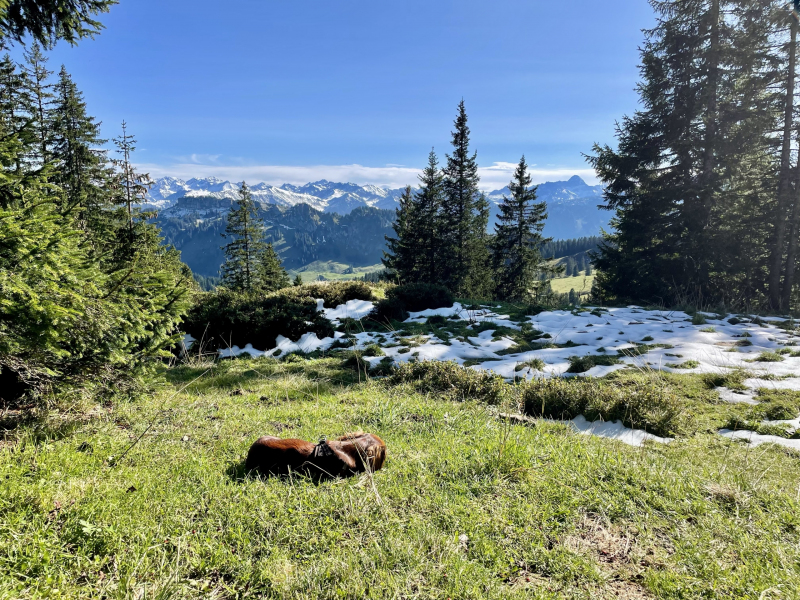 Riedberger-Horn