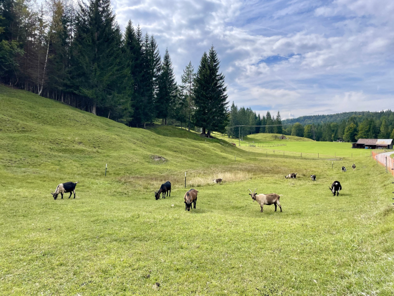 Bayern-Zugspitzregion-Ziegen