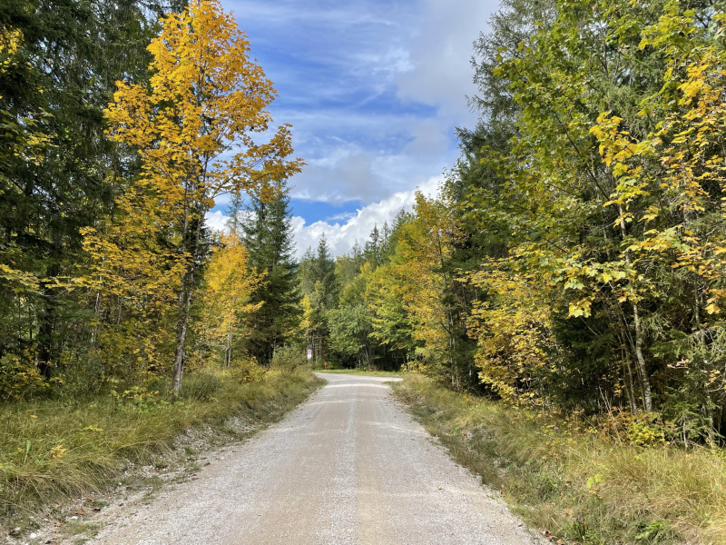 Bayern-Zugspitzregion-Waldweg