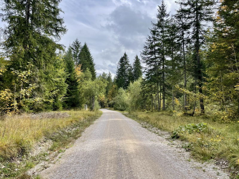 Bayern-Zugspitzregion-Waldweg