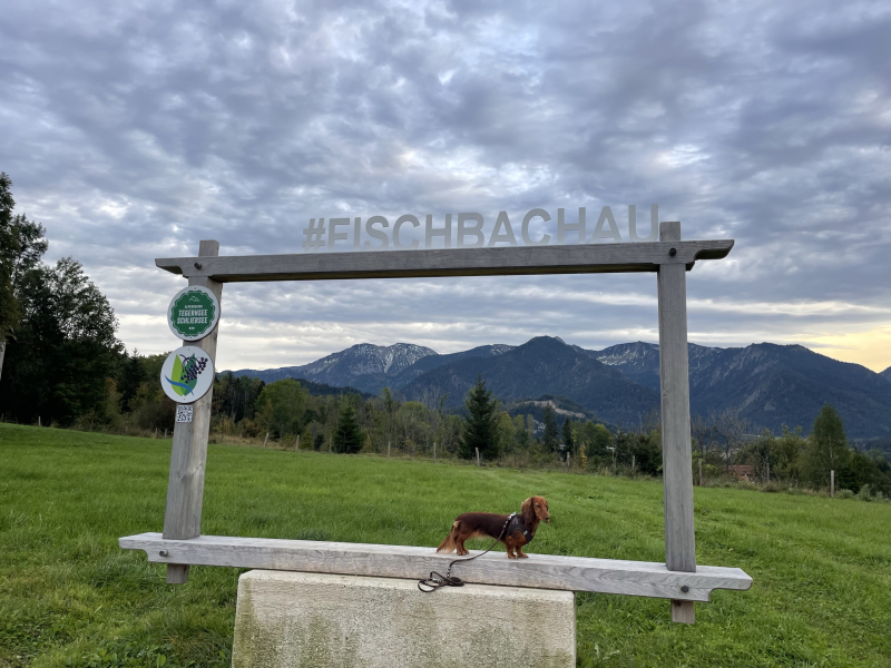 Fischbachau-Dackel