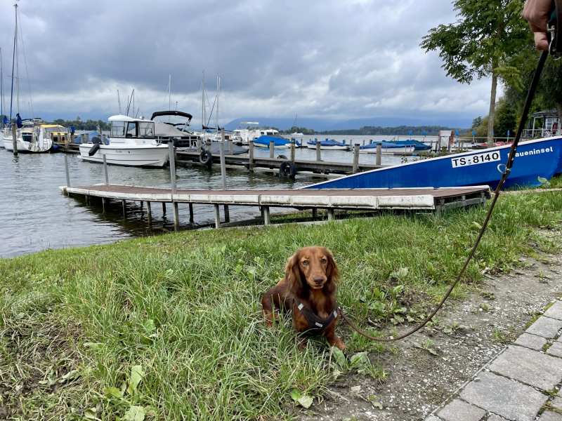 Gstaad-Chiemsee-Dackel