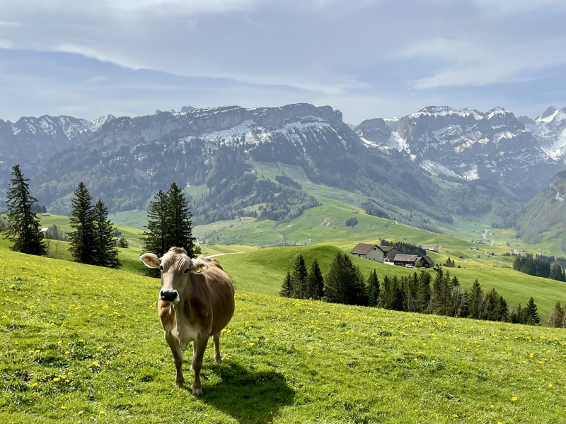 Appenzell-Steinegg