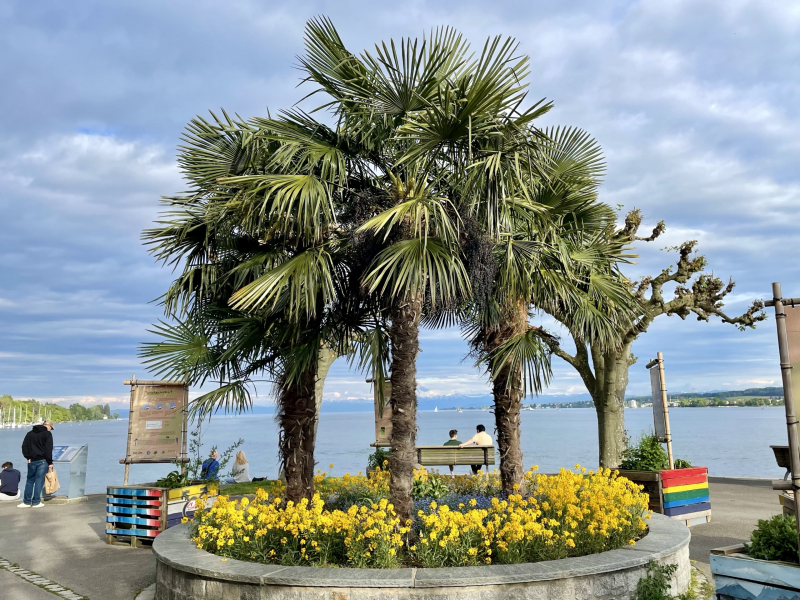 Palmen-am-Bodensee
