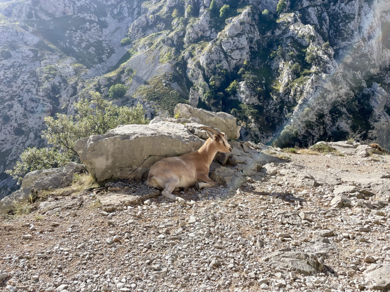 Picos-de-Europa-Ruta-del-Cares-Ziege