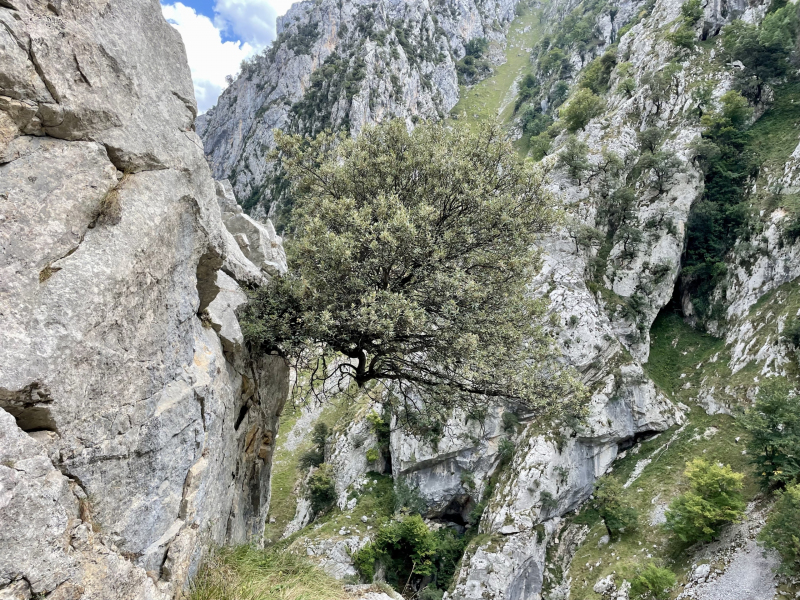 Ruta-del-Cares-Baum