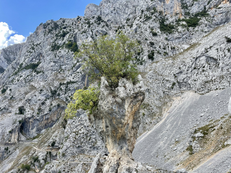 Ruta-del-Cares-Baum