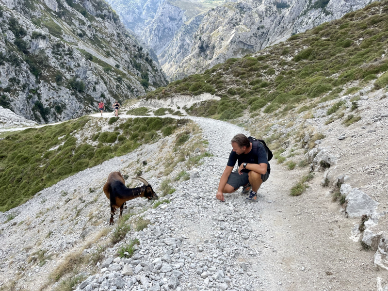 Ruta-del-Cares-Bergziege