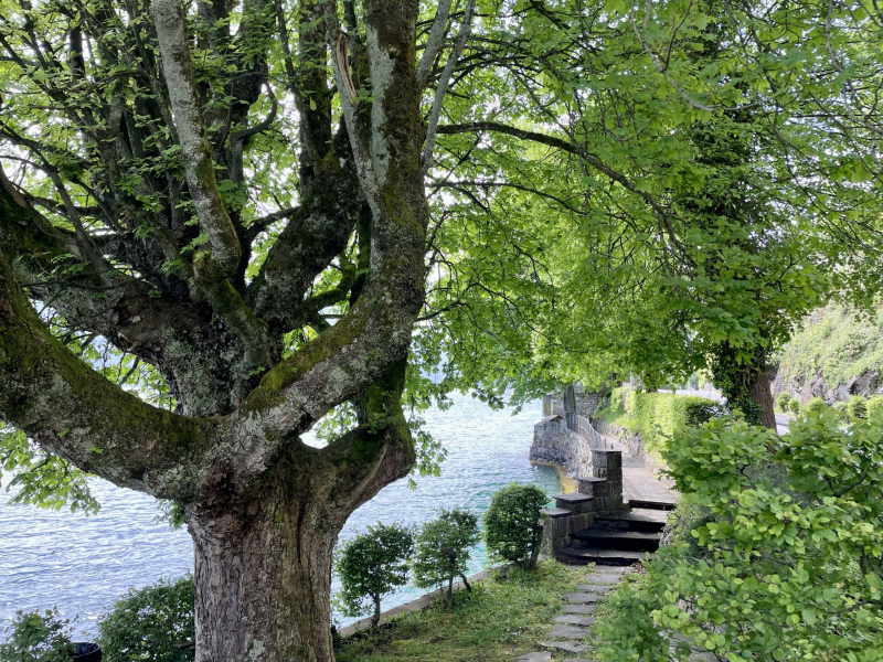 Vierwaldstättersee-Gersau