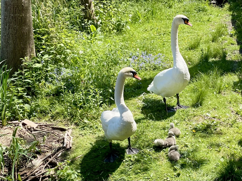 Vierwaldstättersee-Luzern-Schwanfamilie
