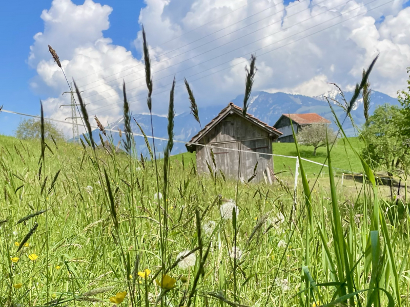Stalden-Sarnen-Almwiese