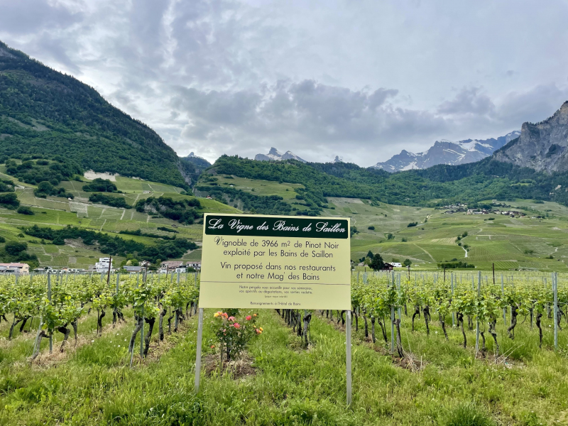 Wallis-Saillon-Weinberge