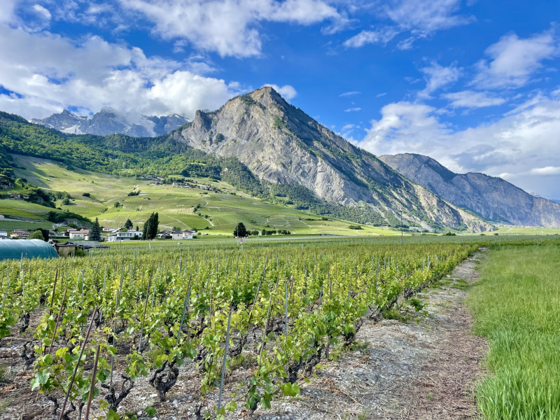 Wallis-Saillon-Weinberge