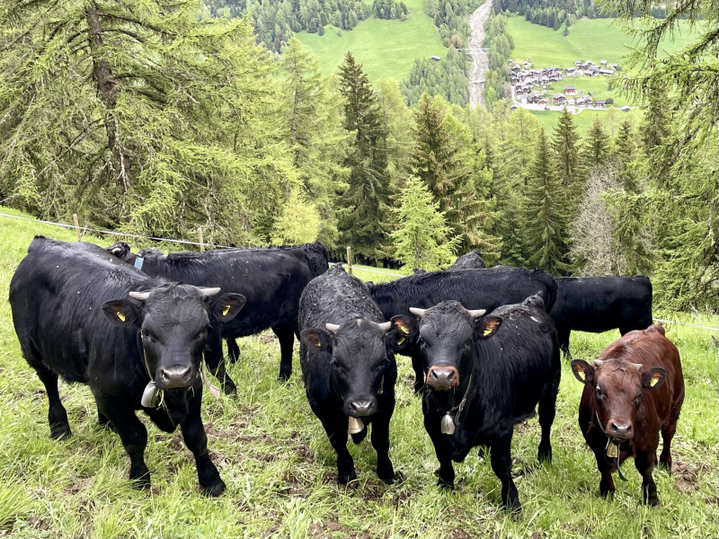 Wallis-Bellwald-Kälber