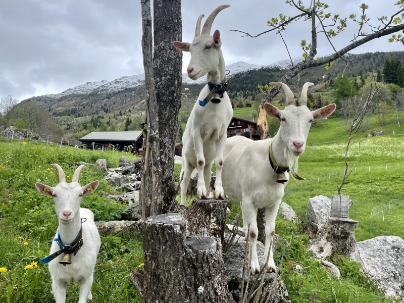 Wallis-Bellwald-Ziegen